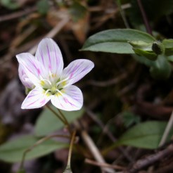 Spring Wild flower