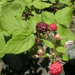wild black berries around camp ground