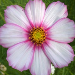 Cosmos in the back yard