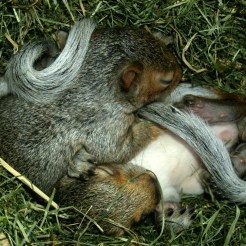 meet Chipper and Splinter the Barnwood builder Babies